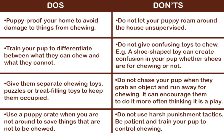 Dog Chewing Dos and Don'ts