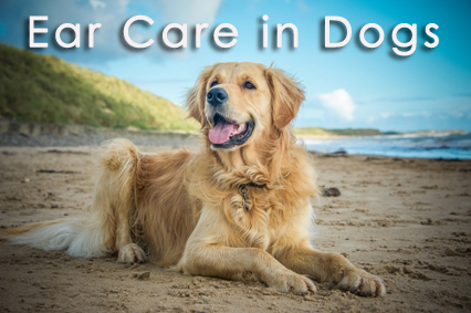 Ear-Care-in-Dogs