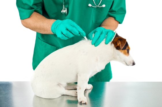 Topical Flea and Tick Prevention Treatment
