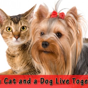Can a Cat and a Dog Live Together Cat Care