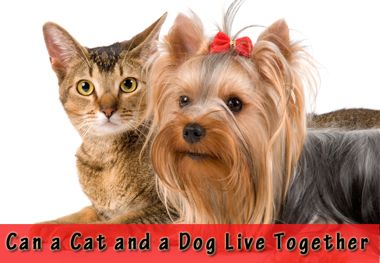 Can a Cat and a Dog Live Together