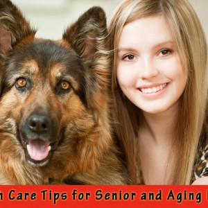 Dog Care