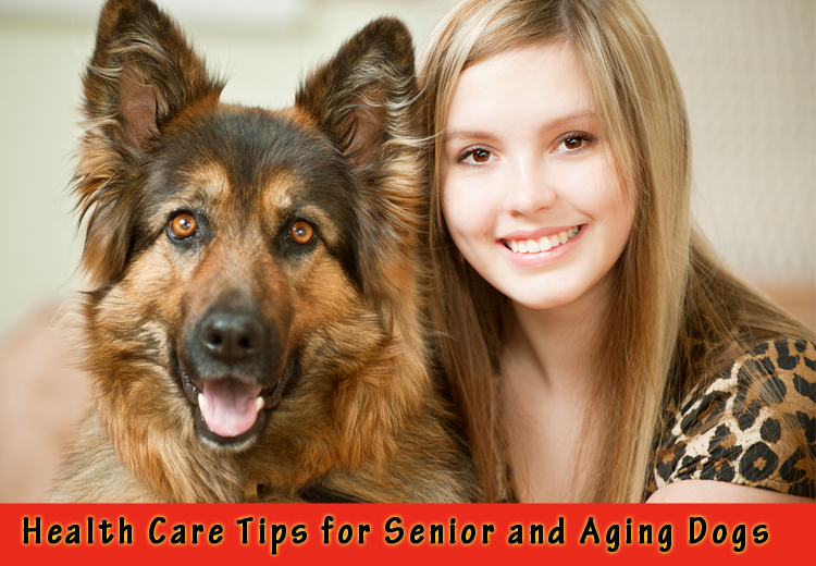 Health Care Tips for Senior and Aging Dogs