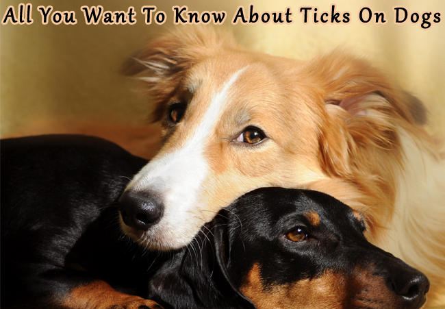All You Want To Know About Ticks On Dogs