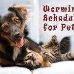 A Full Length Guide to Worming Schedule for Dogs and Cats Cat Care