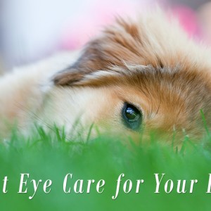 Plan the Best Eye Care for Your Dog Pet Care