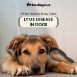 Flea and Tick