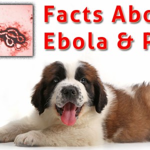 Pet Health
