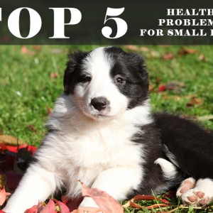 Pet Care