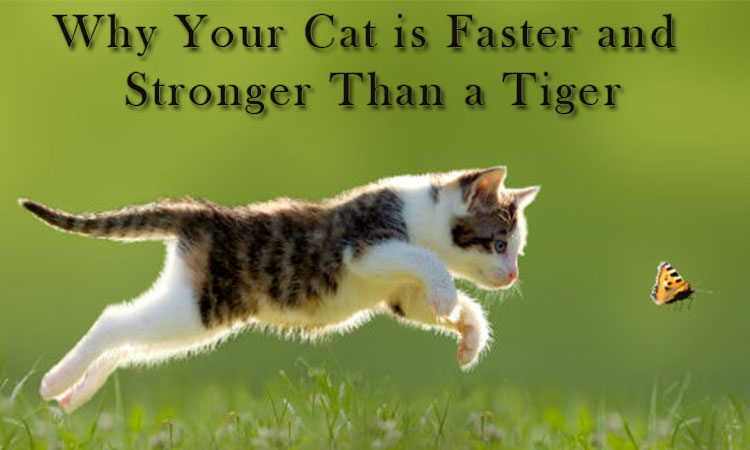 Is cat faster than Tiger?