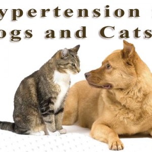 Hypertension in Dogs and Cats – Causes, Diagnosis and Treatment Pet Care