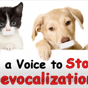 Gagging The Bow-Wows & Meows May Harm Pets- Say NO To Devocalization! News