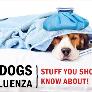 Pet Care