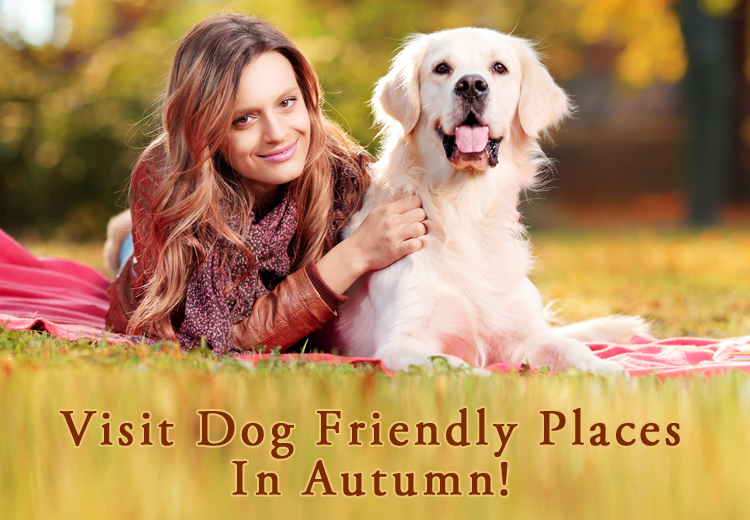 Must Visit Dog Friendly Places In Autumn