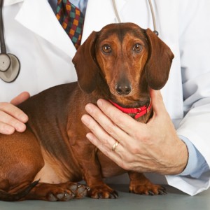 Pet Health