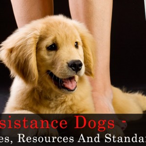 Assistance Dogs- Types, Resources And Standards! Pet Care