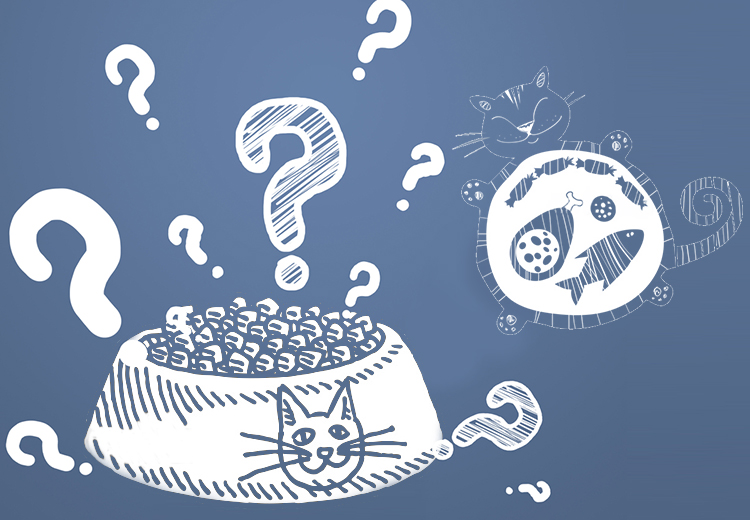 Most Common Cat Food Questions Cat Owners Ask