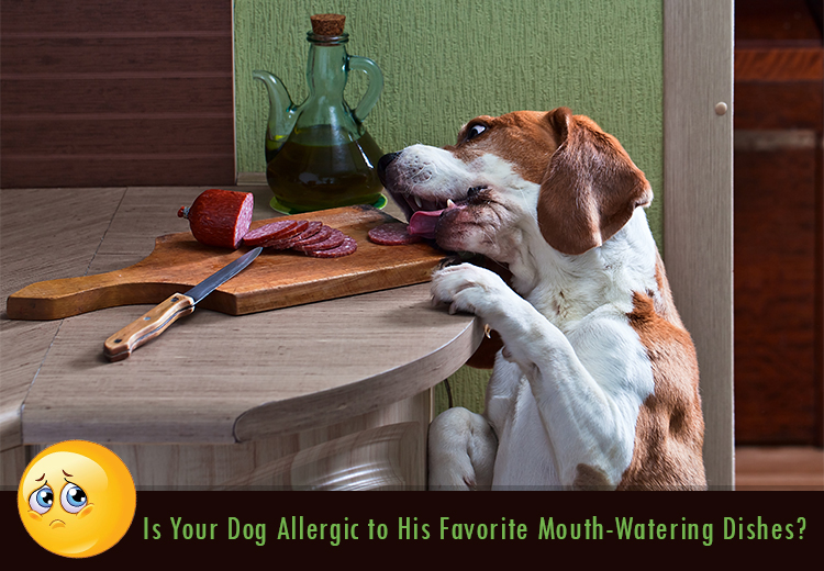 Most FAQs on Dog Food Allergies By Dog Owners