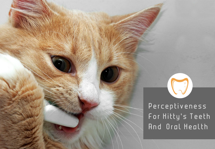 Perceptiveness For Kitty's Teeth And Oral Health