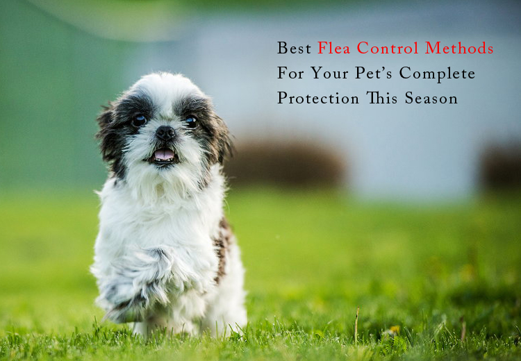 Flea Control Methods For Your Pets PetCareSupplies Blog