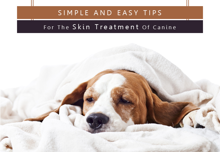 Simple And Easy Tips For The Skin Treatment Of Canine