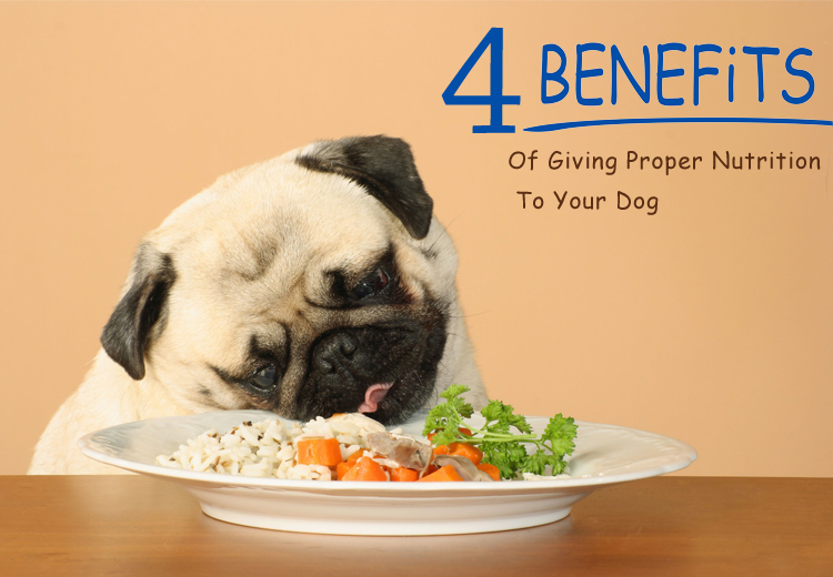 4 Benefits Of Giving Proper Nutrition To Your Dog