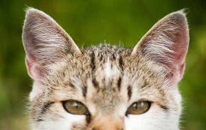 Cat's Ears