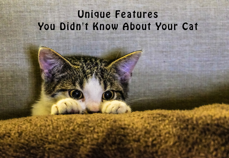 Unique Features - You Didn't Know About Your Cat