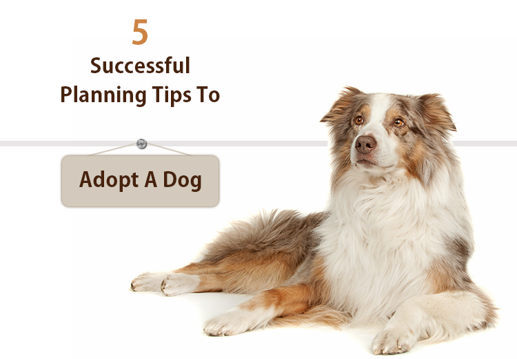 Tips for a Successful Dog Adoption