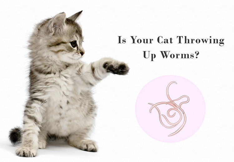 Cat Worms