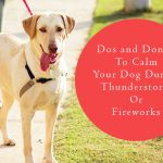 Dog Care