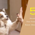 Top 5 Secrets That Your Dog Know About You Dog Care