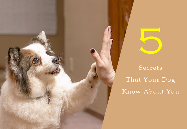 Top 5 Secrets That Your Dog Know About You