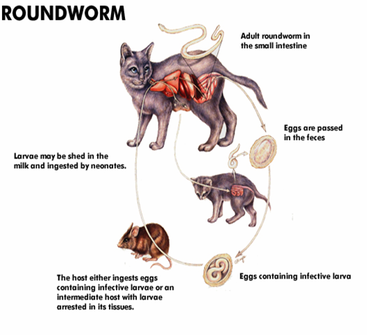 roundwormincats PetCareSupplies Blog