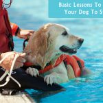 Basic Lessons To Teach Your Dog To Swim Dog Care