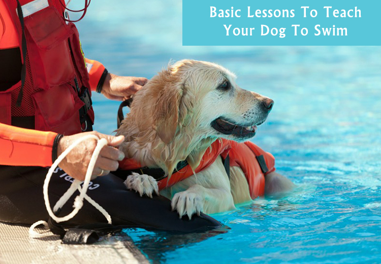 Basic Lessons To Teach Your Dog To Swim