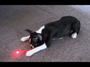 Laser Light for Dogs