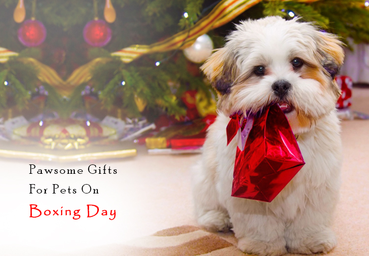 gift ideas for pets on boxing day