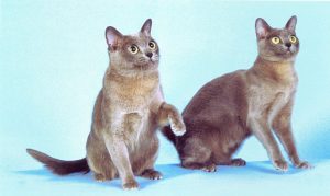 Degenerative Joint Disease in Cats
