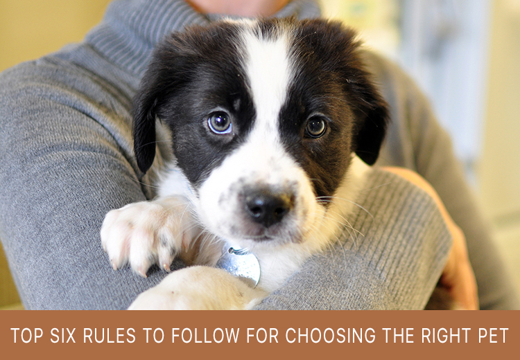 Rules To Follow While Choosing The Right Pet