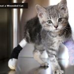 Effective Steps To Treat A Wounded Cat Cat Care