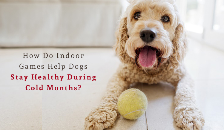 Indoor Games Help Dogs To Stay Healthy