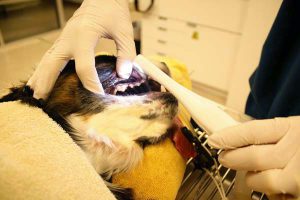 Anesthesia Free Dog Dental Cleaning