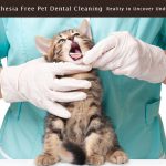 Pet Care