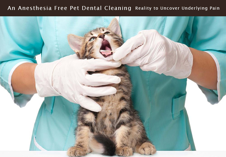 Pet Dental Cleaning Without Anesthesia