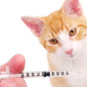 Minimize Vaccinations for Cats