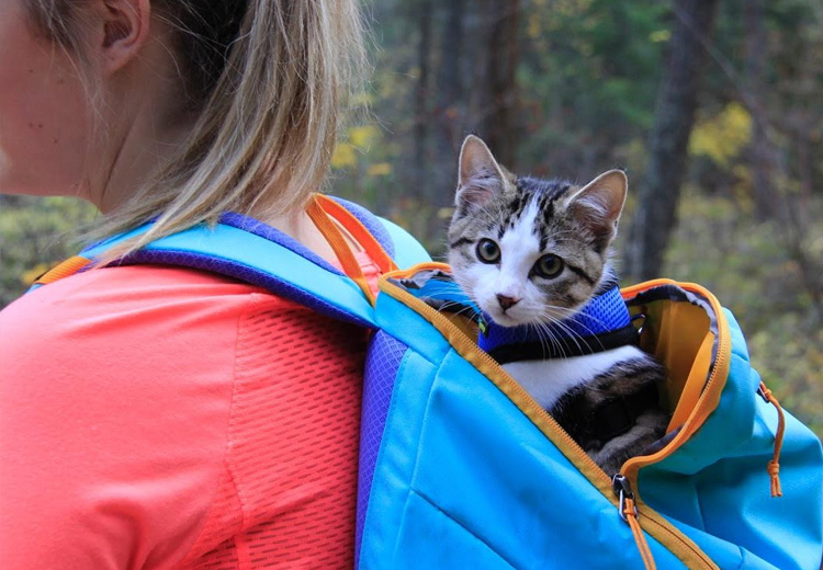 Tips for Traveling Across The Country With Cat