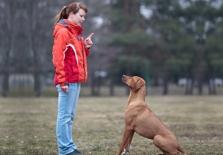 Teach Your Dog to Stay in 5 Simple Steps