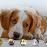 Five Springtime Dangers For Pets To Avoid Pet Care
