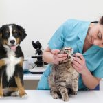 Importance Of Proper Dental Care Of Your Dog And Cat Cat Care